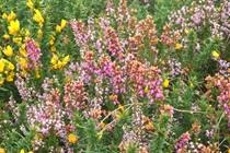 White Heather Farm B&B Killowen Экстерьер фото
